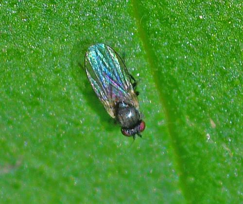 Phytomyza myosotica